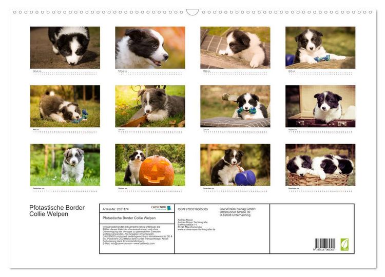 Produktbild: Pfotastische Border Collie Welpen (Wandkalender 2026 DIN A2 quer), CALVENDO Monatskalender
