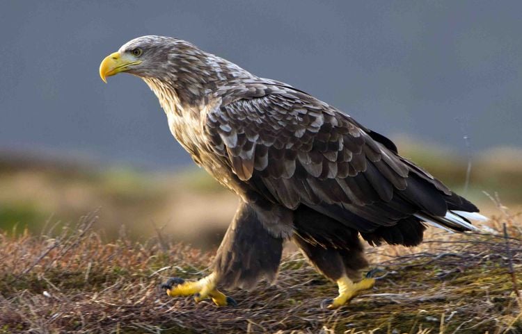 Produktbild: Die Welt der Adler