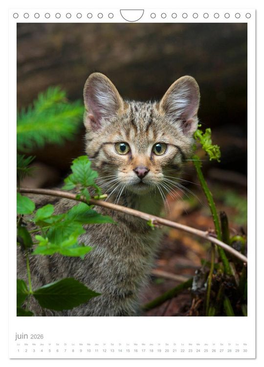 Produktbild: Chats forestiers (Calendrier mural 2026 DIN A4 horizontal), CALVENDO calendrier mensuel