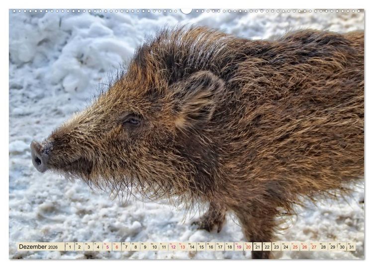 Produktbild: Unverwechselbar - Wildschwein (hochwertiger Premium Wandkalender 2026 DIN A2 quer), Kunstdruck in Hochglanz