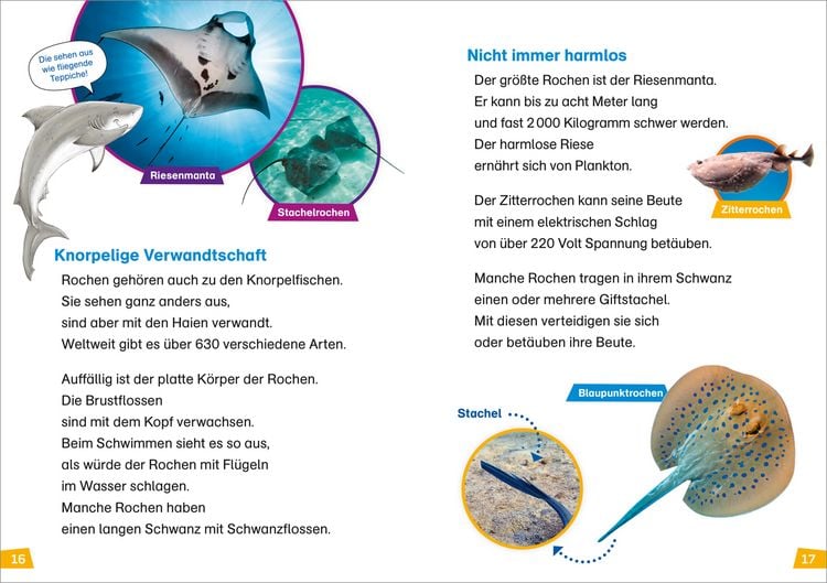 Produktbild: WAS IST WAS Erstes Lesen Band 16. Haie