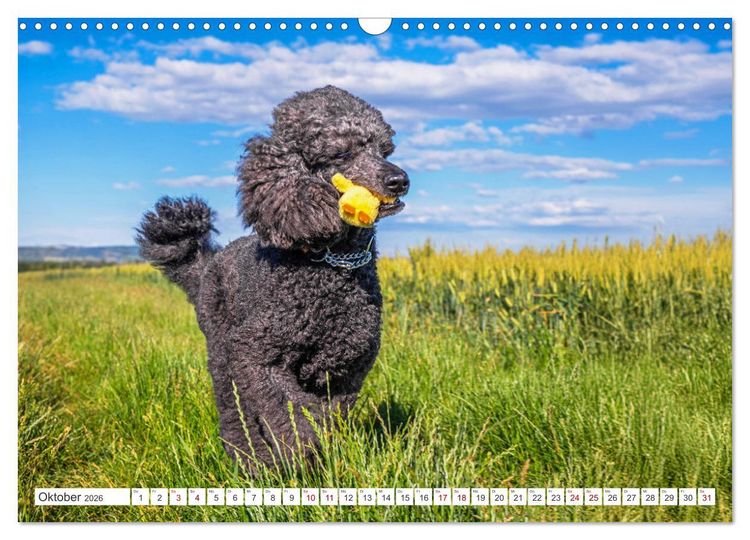 Produktbild: Pudel - Gl&uuml;ck auf vier Pfoten (Wandkalender 2026 DIN A3 quer), CALVENDO Monatskalender