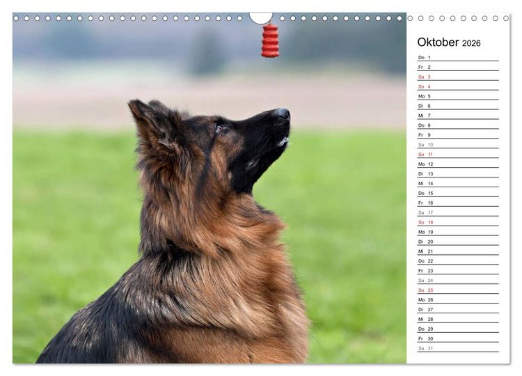 Produktbild: Zauberhafte Langhaar Sch&auml;ferhunde (Wandkalender 2026 DIN A3 quer), CALVENDO Monatskalender