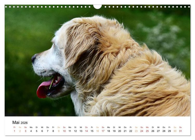 Produktbild: Eine treue Hundeseele - Golden Retriever (Wandkalender 2026 DIN A3 quer), CALVENDO Monatskalender