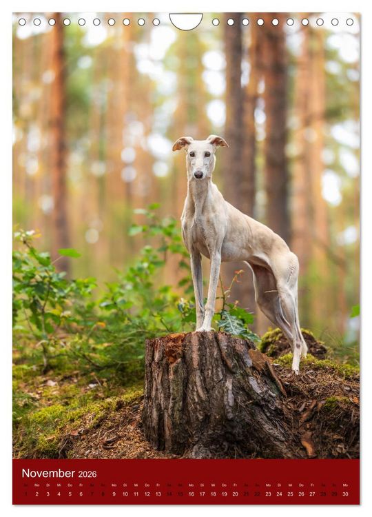 Produktbild: Hundeportraits - Monatskalender (Wandkalender 2026 DIN A4 hoch), CALVENDO Monatskalender