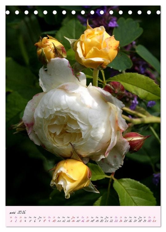 Produktbild: Une f&ecirc;te des roses (Calendrier de bureau 2026 DIN A5 horizontal), CALVENDO calendrier mensuel