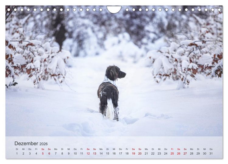 Produktbild: Der kleine M&uuml;nsterl&auml;nder (Wandkalender 2026 DIN A4 quer), CALVENDO Monatskalender