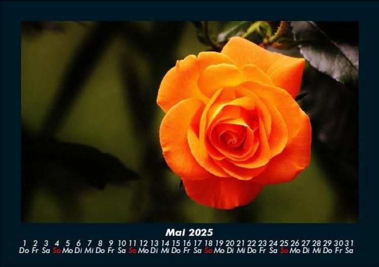 Produktbild: Rosen-Kalender 2025 Fotokalender DIN A5