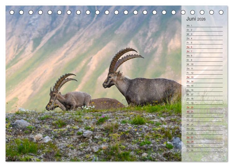 Produktbild: Bergk&ouml;nige - Steinb&ouml;cke im Blickpunkt der Naturfotografie (Tischkalender 2026 DIN A5 quer), CALVENDO Monatskalender