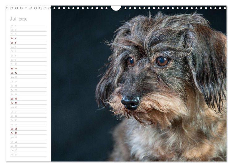Produktbild: Rauhaardackel Motte & Friends (Wandkalender 2026 DIN A3 quer), CALVENDO Monatskalender