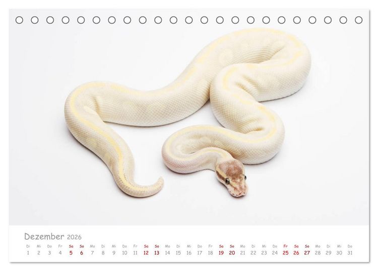 Produktbild: K&ouml;nigspythons - bunte Schlangen (Tischkalender 2026 DIN A5 quer), CALVENDO Monatskalender