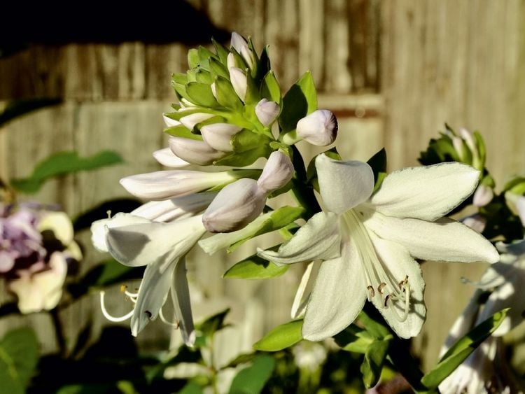 Produktbild: CALVENDO Puzzle Dufthosta 'Fragrant Bouquet' | 1000 Teile Lege-Gr&ouml;&szlig;e 64x48cm Foto-Puzzle f&uuml;r gl&uuml;ckliche Stunden