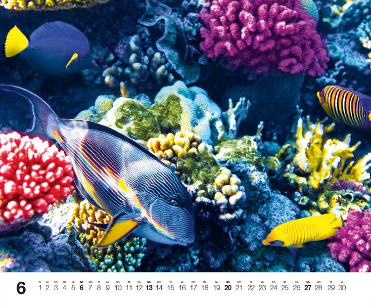 Produktbild: Dive 2027