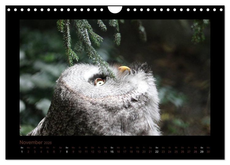 Produktbild: Eulen und K&auml;uze (Wandkalender 2026 DIN A4 quer), CALVENDO Monatskalender