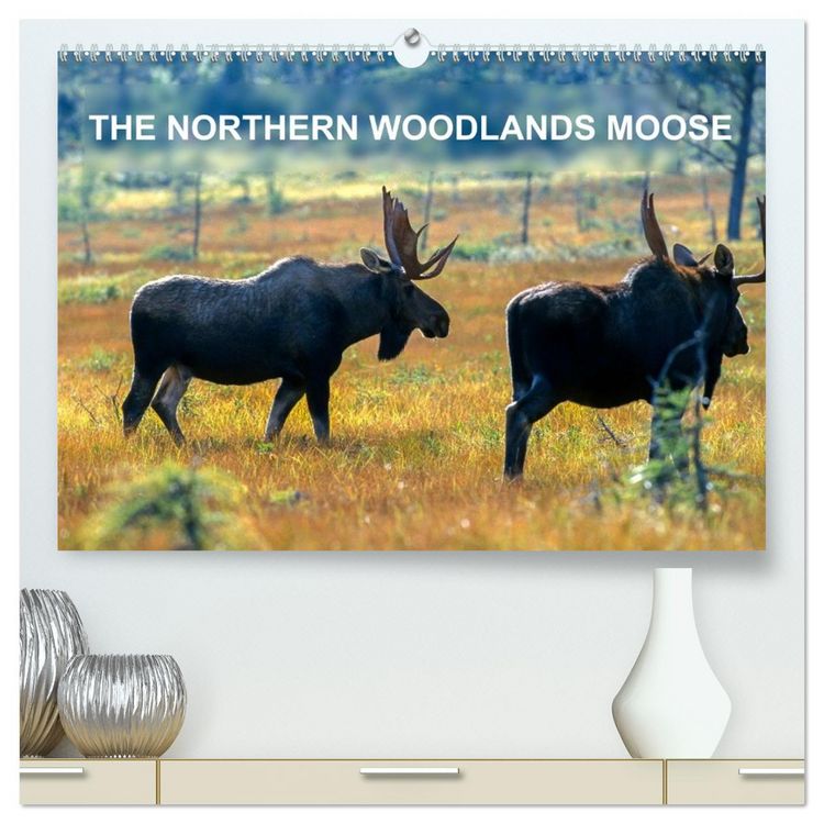 Produktbild: THE NORTHERN WOODLANDS MOOSE (High Quality Premium Wall Calendar 2026 DIN A2 landscape),CALVENDO 12 Month Wall Calendar