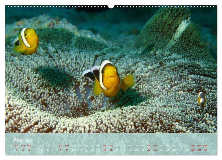 Produktbild: Anemonefish - always busy - always on the move (High Quality Premium Wall Calendar 2027 DIN A2 landscape),CALVENDO 12 Month Wall Calendar
