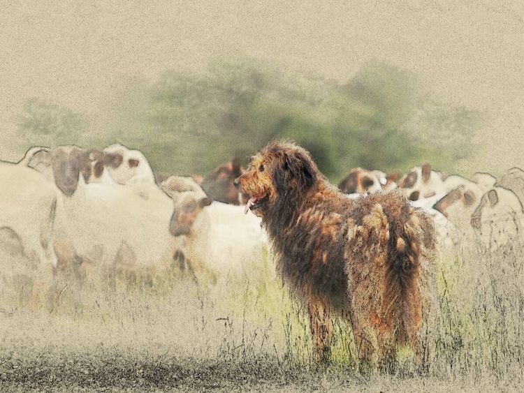 Produktbild: CALVENDO Puzzle Ein Motiv aus dem Kalender Altdeutsche H&uuml;tehunde 2017 | 1000 Teile Lege-Gr&ouml;&szlig;e 64x48cm Foto-Puzzle f&uuml;r gl&uuml;ckliche Stunden
