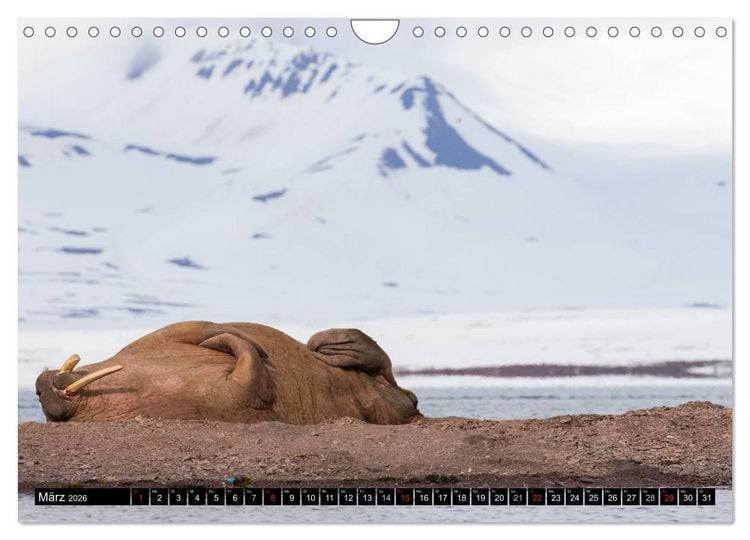 Produktbild: Spitzbergen - Arktische Impressionen (Wandkalender 2026 DIN A4 quer), CALVENDO Monatskalender