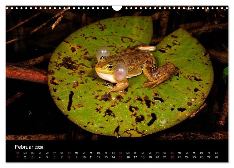 Produktbild: Fr&ouml;sche (Wandkalender 2026 DIN A3 quer), CALVENDO Monatskalender
