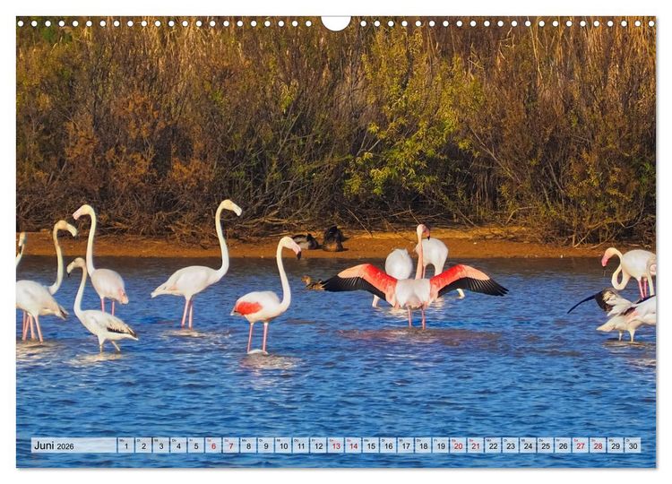 Produktbild: Flamingo Zauber (Wandkalender 2026 DIN A3 quer), CALVENDO Monatskalender