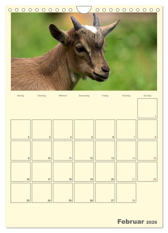 Produktbild: Zwergziegen (Wandkalender 2026 DIN A4 hoch), CALVENDO Monatskalender