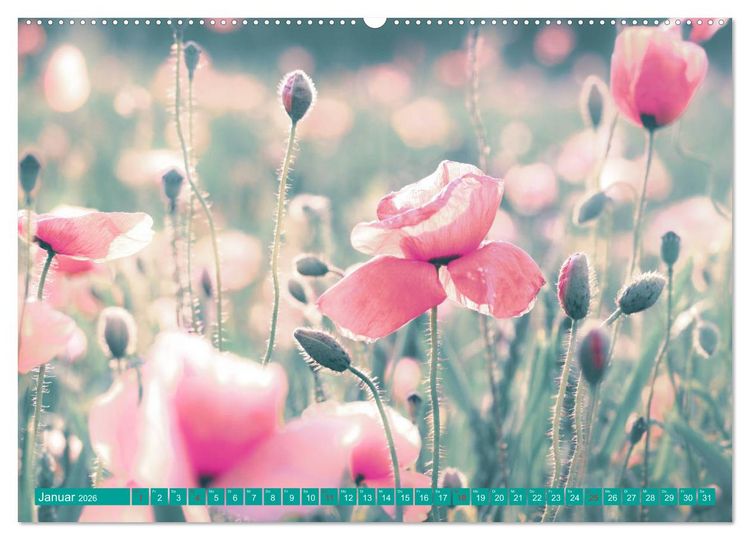 Produktbild: Mohnblumen - Fotografie mit Magie (hochwertiger Premium Wandkalender 2026 DIN A2 quer), Kunstdruck in Hochglanz