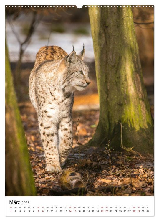 Produktbild: Der eurasische Luchs (hochwertiger Premium Wandkalender 2026 DIN A2 hoch), Kunstdruck in Hochglanz