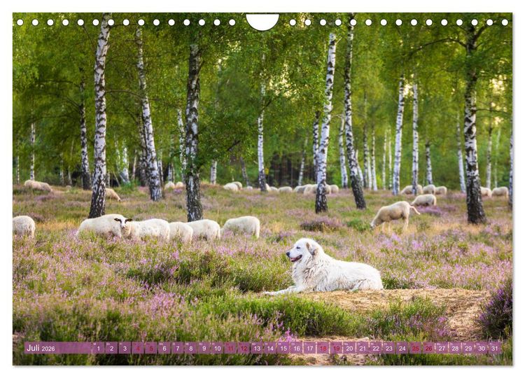 Produktbild: Romantische Heidebl&uuml;te (Wandkalender 2026 DIN A4 quer), CALVENDO Monatskalender
