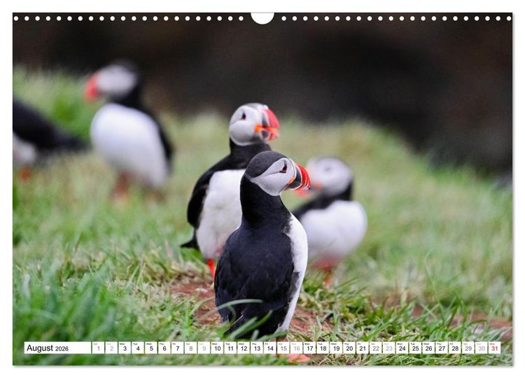 Produktbild: Puffins in Iceland (Wall Calendar 2026 DIN A3 landscape), CALVENDO 12 Month Wall Calendar