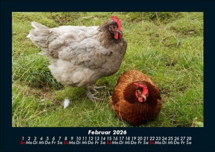 Produktbild: Der Tierkalender 2026 Fotokalender DIN A5