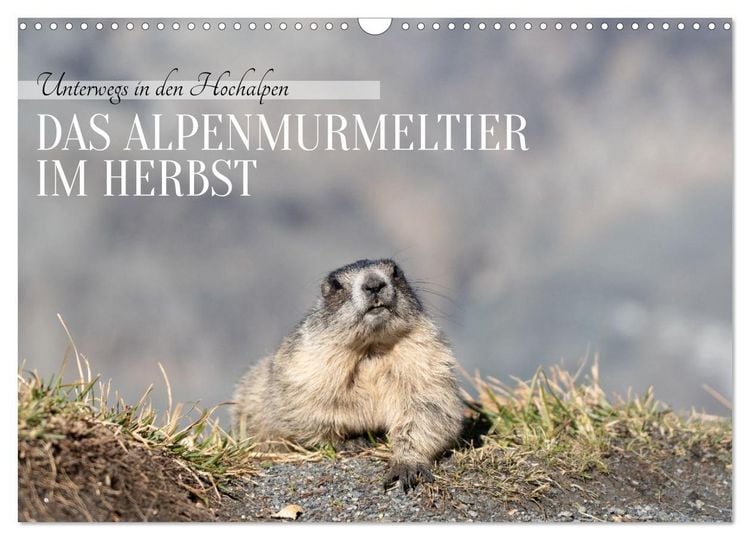 Produktbild: Unterwegs in den Hochalpen - Das Alpenmurmeltier im Herbst (Wandkalender 2026 DIN A3 quer), CALVENDO Monatskalender