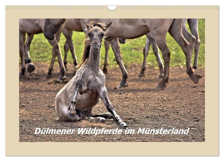 Produktbild: D&uuml;lmener Wildpferde im M&uuml;nsterland (Wandkalender 2026 DIN A3 quer), CALVENDO Monatskalender