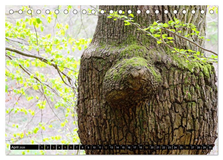 Produktbild: Magische Waldwesen (Tischkalender 2026 DIN A5 quer), CALVENDO Monatskalender