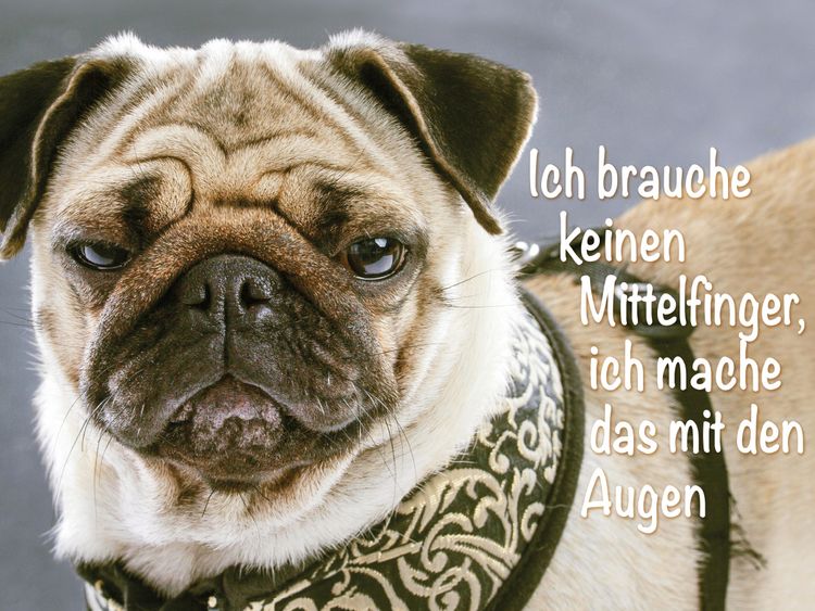Produktbild: CALVENDO Puzzle Ich brauche keinen Mittelfinger, ich mache das mit den Augen. | 1000 Teile Lege-Gr&ouml;&szlig;e 64x48cm Foto-Puzzle f&uuml;r gl&uuml;ckliche Stunden