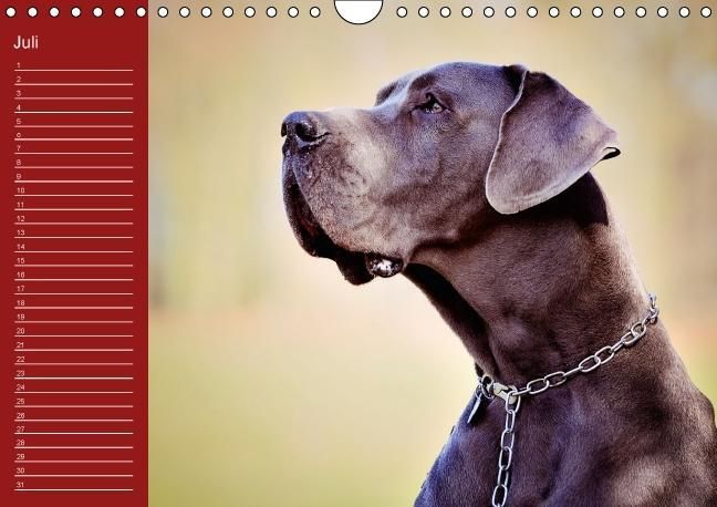 Produktbild: Deutsche Doggen / Geburtstagskalender (Wandkalender immerw&auml;hrend DIN A4 quer)