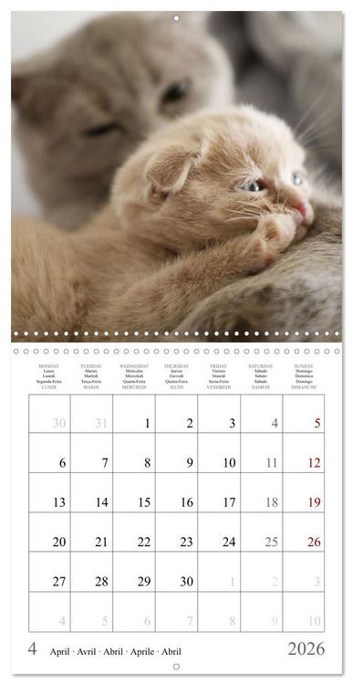 Produktbild: F&eacute;lins au fil des mois (Calendrier mural carr&eacute; 2026 30x30 cm) Calendrier double avec une page pour vos prises de notes