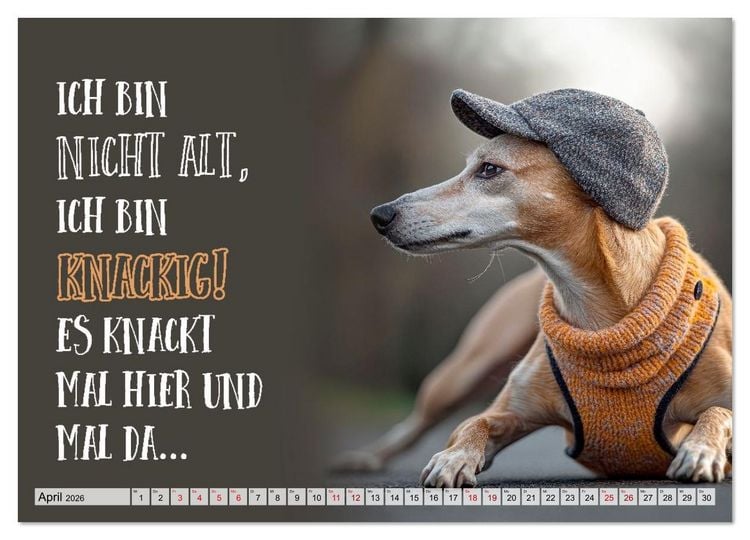 Produktbild: Wuffige Geburtstagsgr&uuml;&szlig;e SPR&Uuml;CHE ZUM &Auml;LTERWERDEN (Wandkalender 2026 DIN A2 quer), CALVENDO Monatskalender