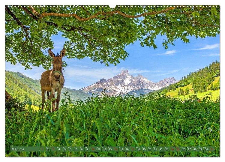 Produktbild: Wir sind die Stars auf der Alm (hochwertiger Premium Wandkalender 2026 DIN A2 quer), Kunstdruck in Hochglanz