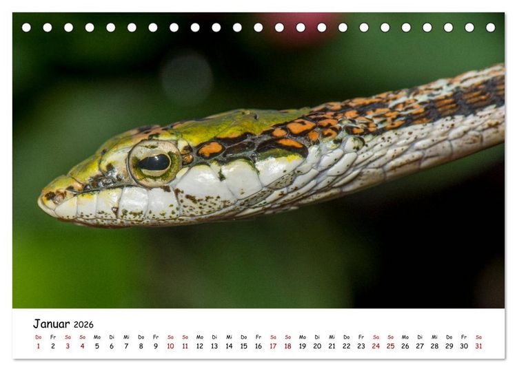 Produktbild: Mythos Schlangen (Tischkalender 2026 DIN A5 quer), CALVENDO Monatskalender