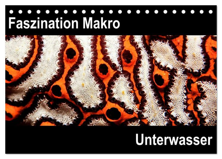 Produktbild: Faszination Makro Unterwasser (Tischkalender 2026 DIN A5 quer), CALVENDO Monatskalender