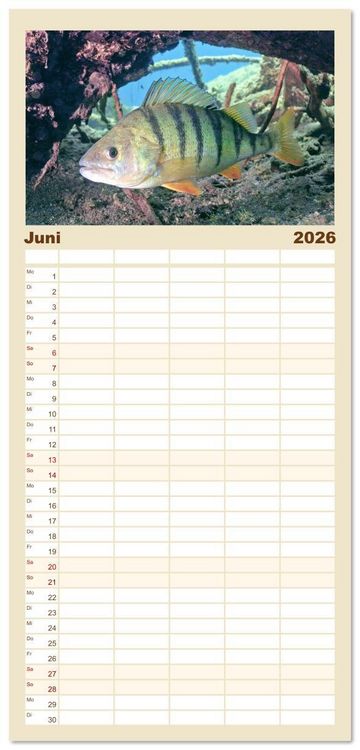Produktbild: Familienplaner 2026 - Forelle, Hecht und St&ouml;r: Fische in europ&auml;ischen Gew&auml;ssern mit 5 Spalten (Wandkalender, 21 x 45 cm) CALVENDO