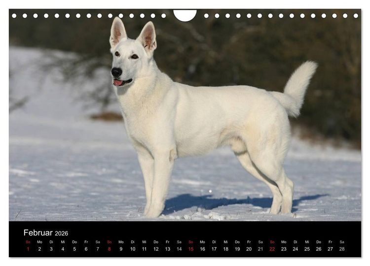Produktbild: Mit dem Deutschen Sch&auml;ferhund durch's Jahr (Wandkalender 2026 DIN A4 quer), CALVENDO Monatskalender