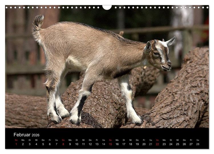 Produktbild: Zwergziegen (Wandkalender 2026 DIN A3 quer), CALVENDO Monatskalender
