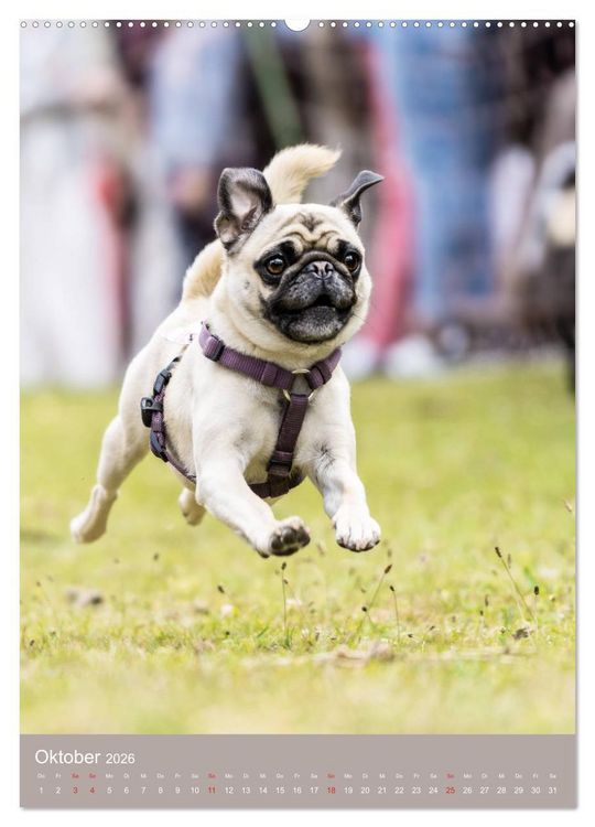 Produktbild: Mops-Rennen (hochwertiger Premium Wandkalender 2026 DIN A2 hoch), Kunstdruck in Hochglanz