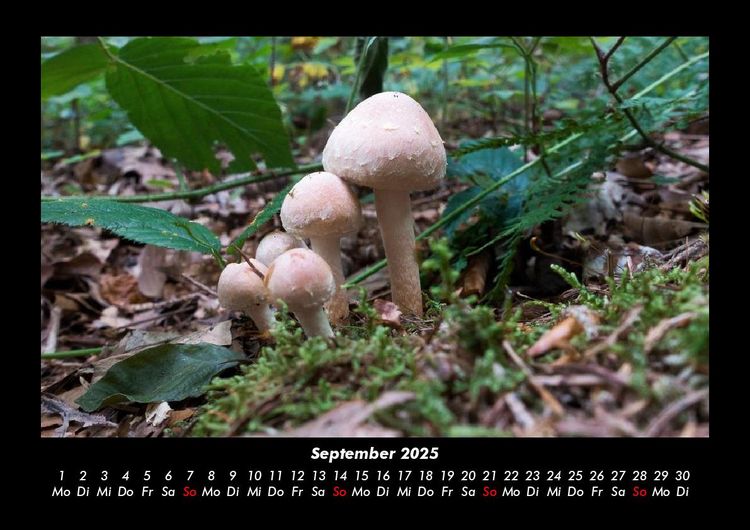 Produktbild: Pilzkalender 2025 Fotokalender DIN A3