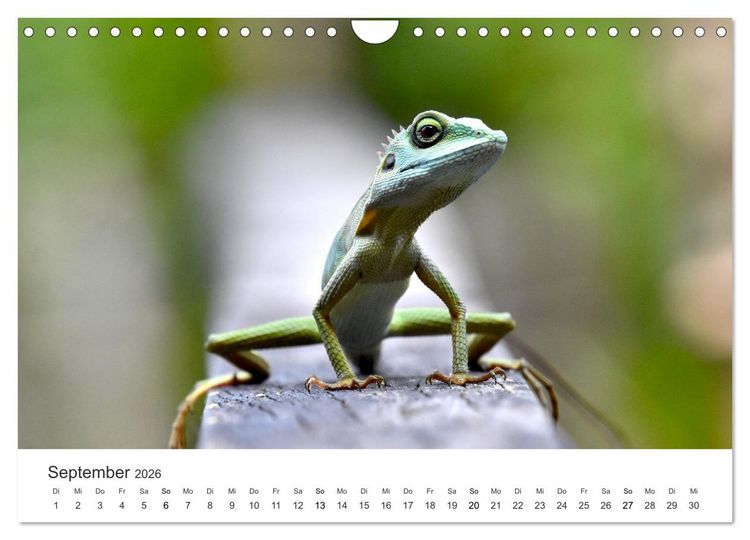 Produktbild: Reptilien - Tierische Farbenpracht (Wandkalender 2026 DIN A4 quer), CALVENDO Monatskalender