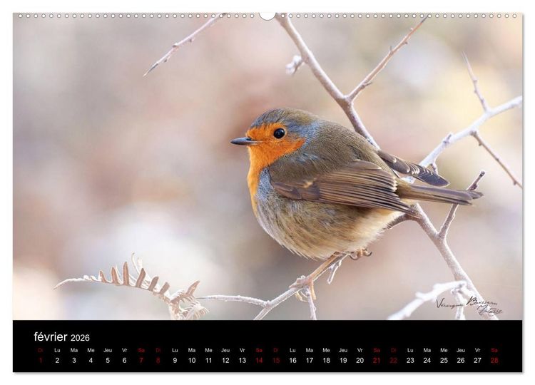 Produktbild: Mon ami le rouge-gorge (Calendrier mural 2026 DIN A2 vertical) calendrier de bureau