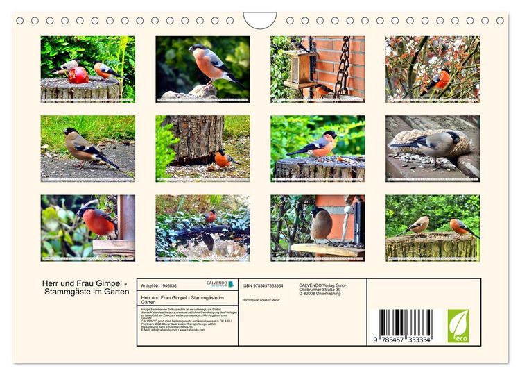 Produktbild: Herr und Frau Gimpel - Stammg&auml;ste im Garten (Wandkalender 2026 DIN A4 quer), CALVENDO Monatskalender
