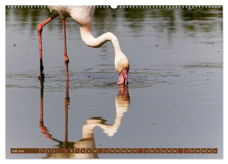 Produktbild: Die Vogelwelt der Camargue (hochwertiger Premium Wandkalender 2026 DIN A2 quer), Kunstdruck in Hochglanz