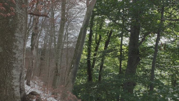 Produktbild: Das geheime Leben der B&auml;ume
